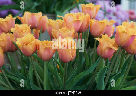 Tulipa 'orlata lambada". Orlata Tulip Foto Stock