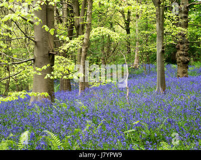 Bluebells a Middleton boschi vicino a Ilkley West Yorkshire Inghilterra Foto Stock