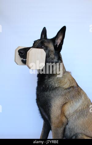 Pastore belga cane con un manubrio in legno per obbedienza Foto Stock