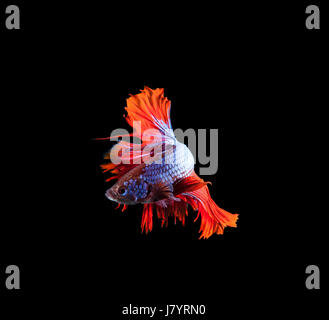 Luce di coda rossa e fin thai betta siamese fighting fish far bella mostra di corpo pieno isolati su sfondo nero Foto Stock