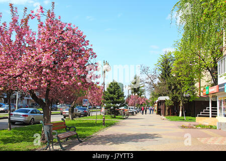 UZHGOROD, Ucraina - 14 Aprile 2017: rosa sakura cherry blossom sul Liberty Avenue nel centro di Uzhgorod Foto Stock