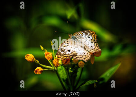 White farfalla pavone - Anartia jatrophae - Maggio 2017, Los Angeles, California USA Foto Stock