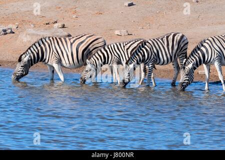 La Burchell zebre (Equus quagga burchellii), bere a Waterhole, il Parco Nazionale di Etosha, Namibia, Africa Foto Stock