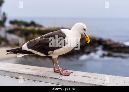 Western Gabbiano appollaiato sulla staccionata in legno guardando in giù a La Jolla Cove, CALIFORNIA, STATI UNITI D'AMERICA Foto Stock