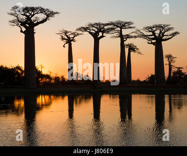 Il baobab a sunrise vicino l'acqua con la riflessione. Madagascar. Un'illustrazione eccellente Foto Stock