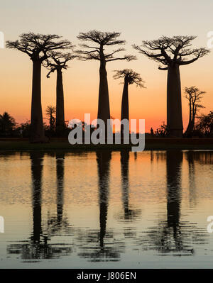 Il baobab a sunrise vicino l'acqua con la riflessione. Madagascar. Un'illustrazione eccellente Foto Stock