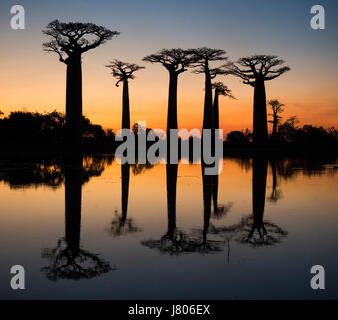 Il baobab a sunrise vicino l'acqua con la riflessione. Madagascar. Un'illustrazione eccellente Foto Stock