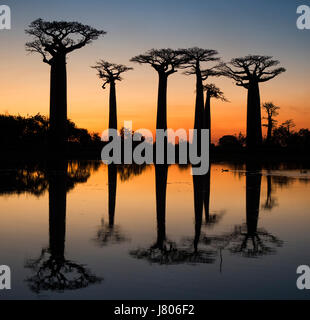 Il baobab a sunrise vicino l'acqua con la riflessione. Madagascar. Un'illustrazione eccellente Foto Stock