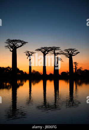 Il baobab a sunrise vicino l'acqua con la riflessione. Madagascar. Un'illustrazione eccellente Foto Stock