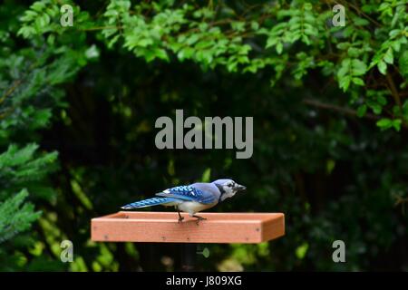Blue Jay, Cyanocitta cristata, appollaiato sulla piattaforma bird feeder nel cortile i semi di girasole nel becco con sfondo fogliame, Atlanta, Georgia, Stati Uniti d'America Foto Stock
