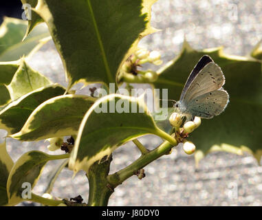 Una femmina di Holly Blue Butterfly (Celastrina argiolus) depone le uova sui fiori di una variegata agrifoglio ornamentali (Ilex aquifolium). Bedgebury Forest, Ken Foto Stock