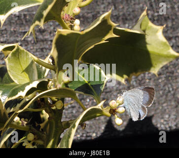 Una femmina di Holly Blue Butterfly (Celastrina argiolus) depone le uova sui fiori di una variegata agrifoglio ornamentali (Ilex aquifolium). Bedgebury Forest, Ken Foto Stock