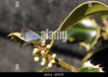 Una femmina di Holly Blue Butterfly (Celastrina argiolus) depone le uova sui fiori di una variegata agrifoglio ornamentali (Ilex aquifolium). Bedgebury Forest, Ken Foto Stock