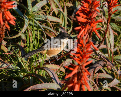 Un Southern Boubou uccello appollaiato in una pianta di aloe in Africa australe Foto Stock