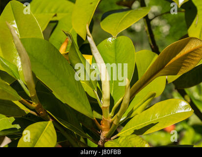 Foglia emergenti gemme su una magnolia grandiflora, southern magnolia,bull bay tree. Foto Stock