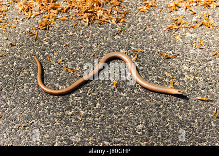 Slow worm su asfalto crogiolarsi al sole Foto Stock