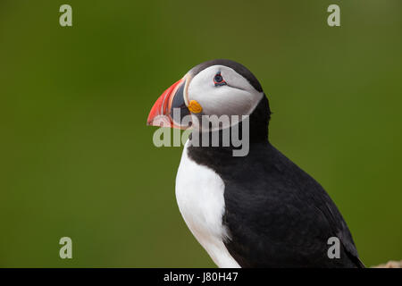 Ritratto di un adulto Atlantic Puffin in allevamento piumaggio guardando verso l'alto Foto Stock