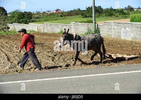 Donna agricoltore femmina che coltiva la terra usando un asino in Galizia nel nord della Spagna. Campo di aratura terra agricoltura spagnolo Espania Foto Stock