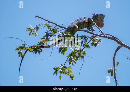 Un iguana in alto su un ramo di albero. Niente ma il cielo blu in background Foto Stock