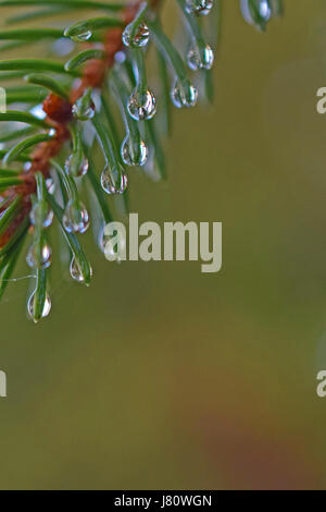 Abete rosso dopo la pioggia. Close up di gocce di pioggia su aghi. Foto Stock