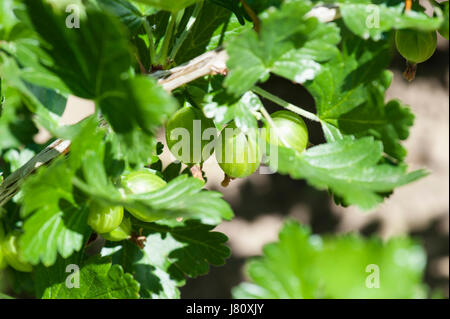 Uva spina appeso sulla boccola Foto Stock