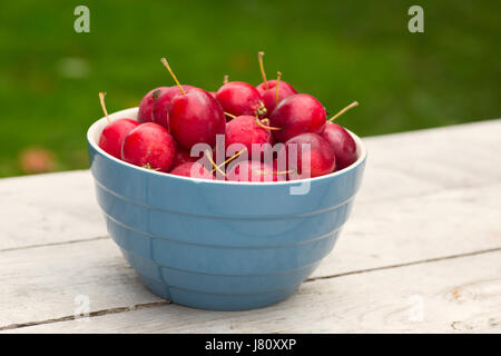 Una ciotola di granchio di mele in un back yard impostazione. Foto Stock