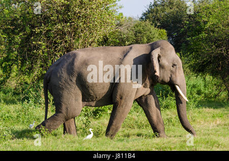Sri Lanka elefante maschio (Elephas maximus maximus) roaming lungo il lato con airone guardabuoi in Minneriya National Park, Sri Lanka Foto Stock