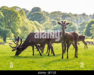 Cervi, Wollaton Park, Nottingham, Regno Unito. Foto Stock