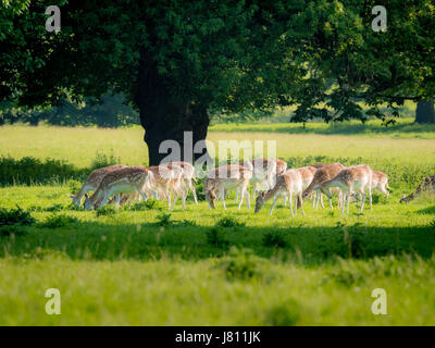 Daini, Wollaton Park, Nottingham, Regno Unito. Foto Stock