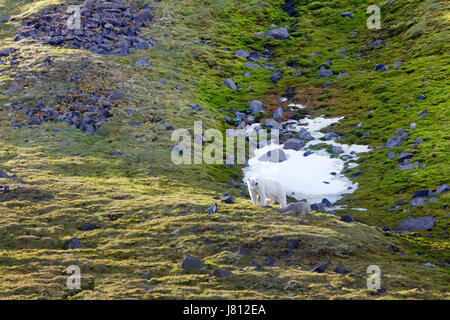 Famiglia di orsi polari su Northbrook island (Franz-Josef Terra). Cub molto sporco, come rotolo dalla sporgenza di roccia della colonia di uccelli, dove gli animali sono alimentati Foto Stock