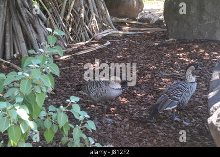 Uccello di stato hawaiano(Nene) Foto Stock