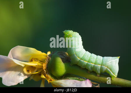 Caterpillar del rame Underwing moth alimentazione su un coltivato rose