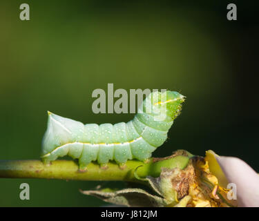 Caterpillar del rame Underwing moth alimentazione su un coltivato rose
