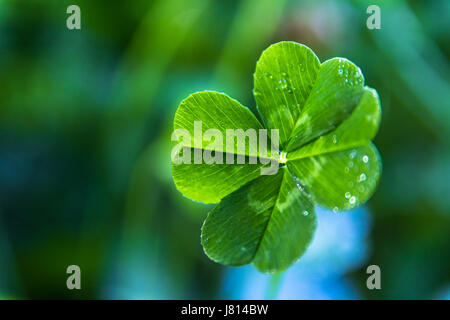 Una chiusura di un reale verde 4 foglia di trifoglio con rugiada su di essa e una blu e verde di soft-focus sullo sfondo Foto Stock