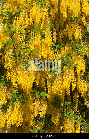 Immagine di sfondo di maggiociondolo albero fiori gialli in primavera Foto Stock