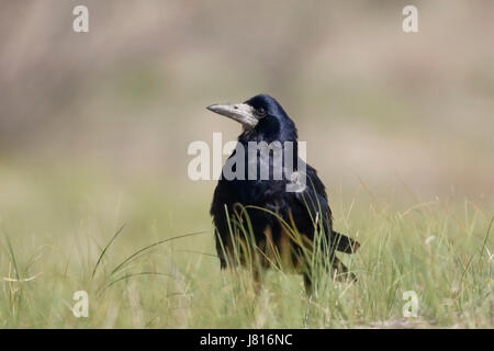 Rook (Corvus frugilegus) permanente degli adulti in breve la vegetazione, il delta del Danubio, Romania Foto Stock