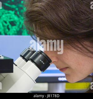 Donna scienziato in Bio-scienze lab guardando attraverso l'oculare del microscopio Foto Stock
