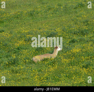 Aberystwyth, Wales, Regno Unito. 26 Maggio, 2017. Come la temperatura nel Galles occidentale colpisce le alte 20s centigradi, alpaca si rilassa in un prato pieno di renoncules Credito: John Gilbey/Alamy Live News Foto Stock