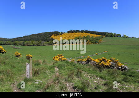 Cateran Trail tra Alyth e Kirkton Of Glenisla Scozia Maggio 2017 Foto Stock