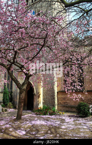 Molla albero ciliegio, St Georges Chiesa, Stamford Town, Lincolnshire, England, Regno Unito Foto Stock