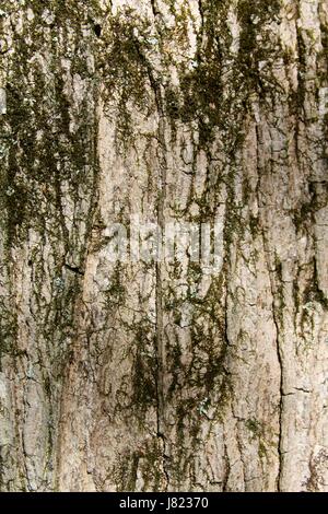 I sentieri e le piante nei parchi Bosco. Foto Stock