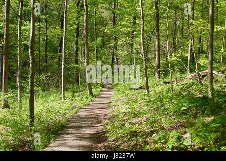 I sentieri e le piante nei parchi Bosco. Foto Stock