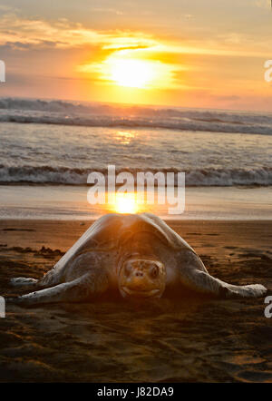 Una tartaruga viene a riva per depositare le sue uova durante un'arribada a Playa Ostional in Costa Rica. Il rifugio della fauna selvatica è solo una delle numerose spiagge in Foto Stock