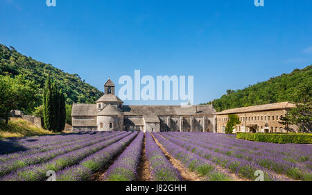 Francia, Provence-Alpes-Côte d'Azur, Vaucluse, Luberon, Abbazia di Sénanque, Abbaye Notre-dame de Sénanque, vista dell'abbazia cistercense con campo di lavanda Foto Stock