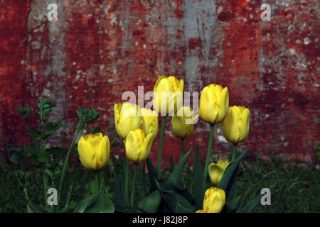Bouquet di tulipani gialli sullo sfondo della parete rossa Foto Stock