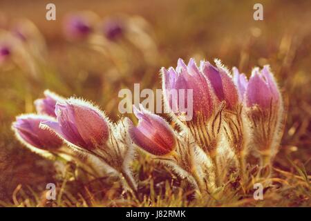 Fiori di Primavera. Splendidamente fioritura "pasque flower e sun con un naturale sfondo colorato. (Pulsatilla grandis) Foto Stock