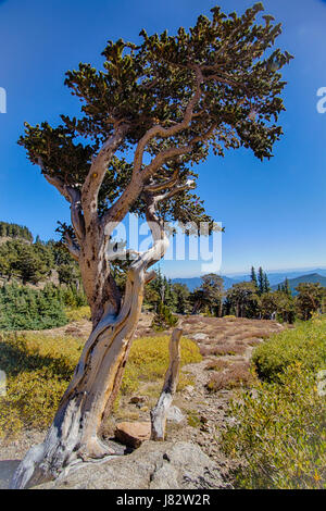 Twisted bristlecone pine al Mt Evans Foto Stock