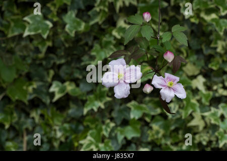 La clematide montana var. rubens "Elizabeth". La clematide Montana Elisabetta fiori nella parte anteriore di edera in un giardino. Regno Unito Foto Stock