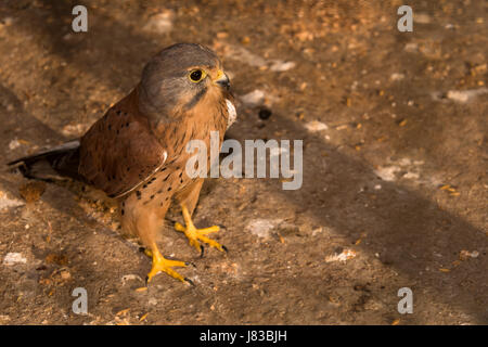 Comune di gheppio (Falco tinnunculus) Foto Stock