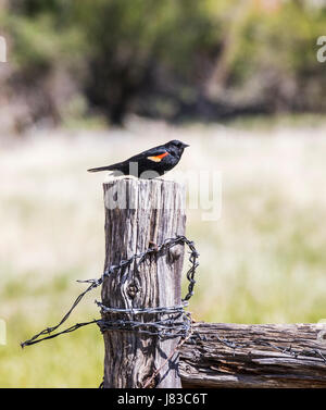 Rosso-winged blackbird (Agelaius phoeniceus); sul ranch palo da recinzione; central Colorado; USA Foto Stock